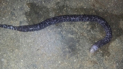 Amphisbaena fuliginosa