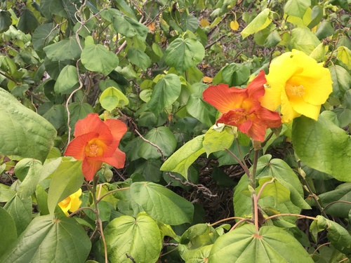 Hibiscus tiliaceus iNat (1)