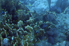 Millepora squarrosa image