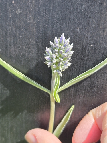 Image of Frasera albicaulis by (c) Jo Roberts, some rights reserved (CC BY)