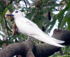Gygis alba