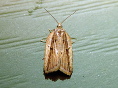 Acleris pulverosana