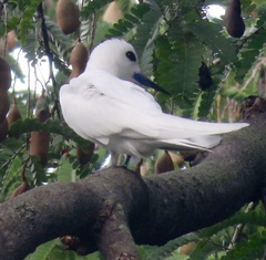Gygis alba