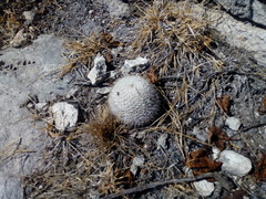 Mammillaria haageana haageana
