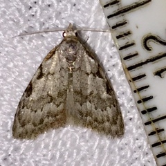 Nola triquetrana