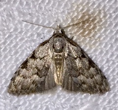 Nola triquetrana