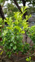 Ilex maximowicziana