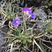 Primula scandinavica - Photo (c) Keith W. Larson,  זכויות יוצרים חלקיות (CC BY-NC)