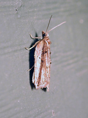 Acleris pulverosana