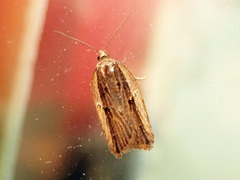 Acleris pulverosana