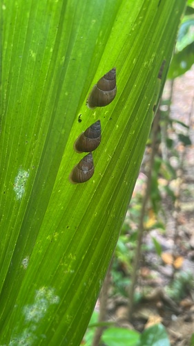 Palaopartula thetis observed 2024-04-10