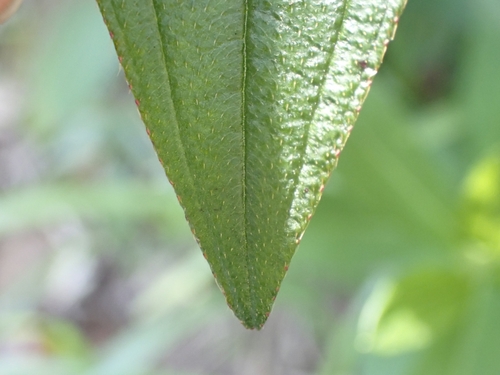 Image of Melastoma sanguineum by (c) CYL, some rights reserved (CC BY)