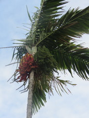 Arecaceae
