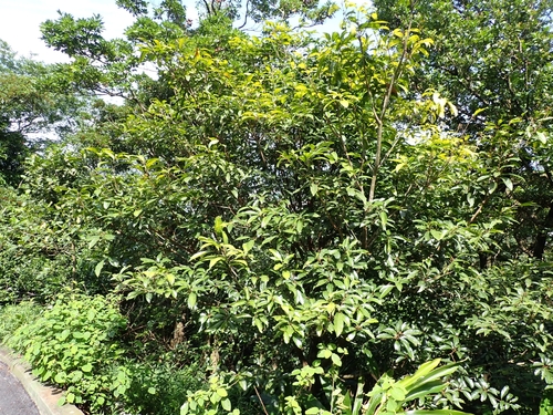 Image of Sterculia lanceolata by (c) CYL, some rights reserved (CC BY)