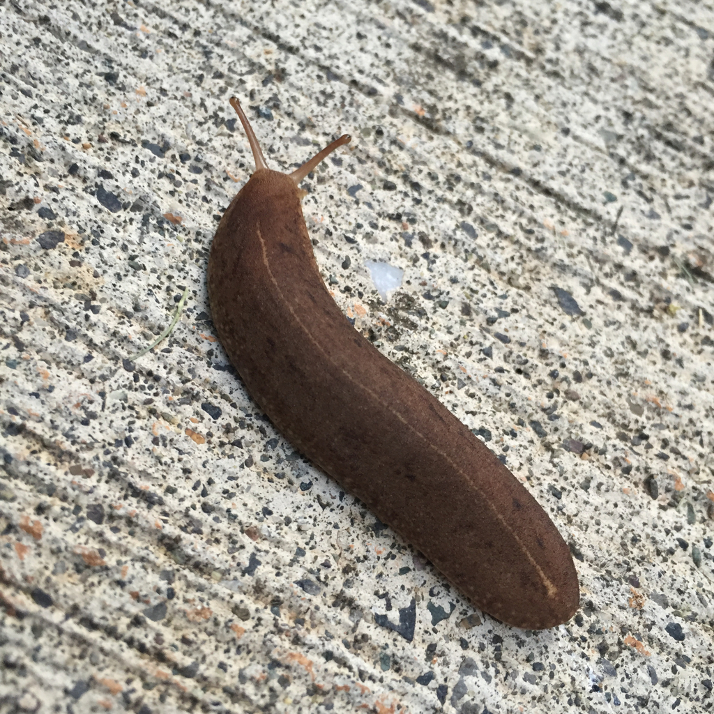 宽足蛞蝓 高突足襞蛞蝓 Tropical Leatherleaf 版纳植物园的软体动物 Inaturalist