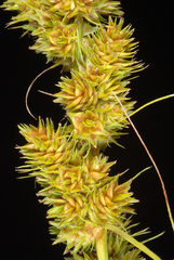 Fox sedge