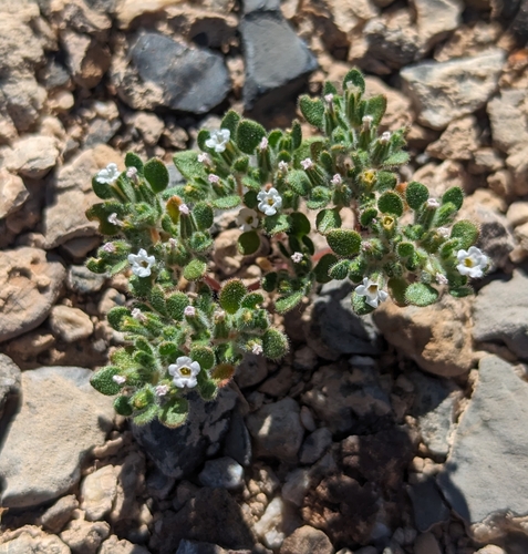 Image of Nama pusilla by (c) Dominic Gentilcore, some rights reserved (CC BY)