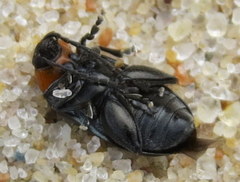 Disonycha triangularis