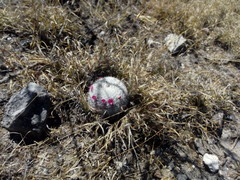 Mammillaria haageana haageana