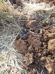 Pituophis deppei deppei