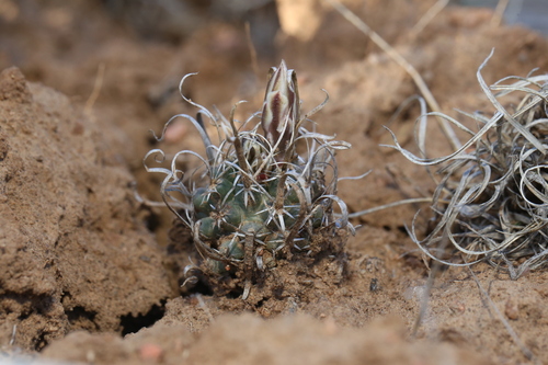 Image of Sclerocactus papyracanthus by (c) Reid Hardin, some rights reserved (CC BY)