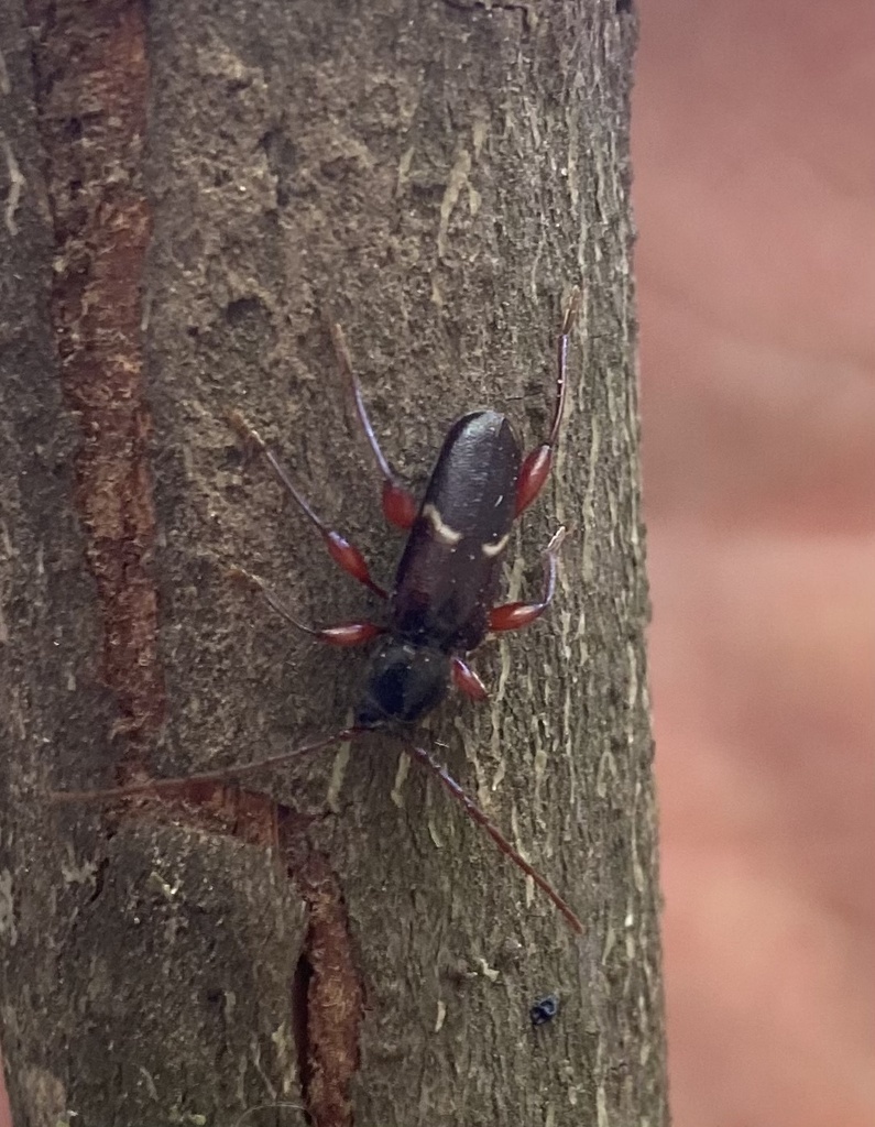 Phymatodes nigrescens