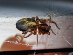 Amaurobius fenestralis