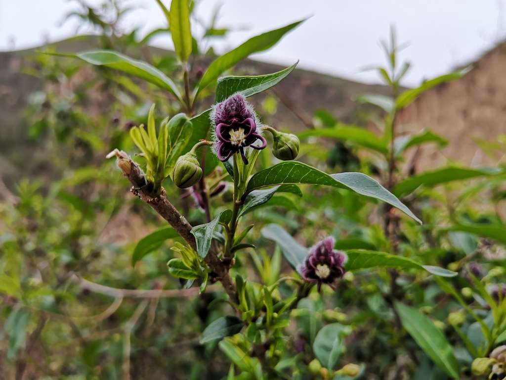 Periploca sepium (Periploca sepium)