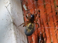 Amaurobius fenestralis