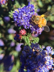 Apis mellifera