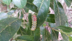Cyclosia papilionaris