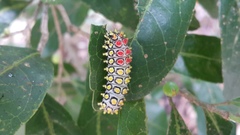 Cyclosia papilionaris