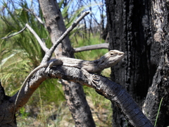 Pogona minor