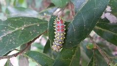 Cyclosia papilionaris
