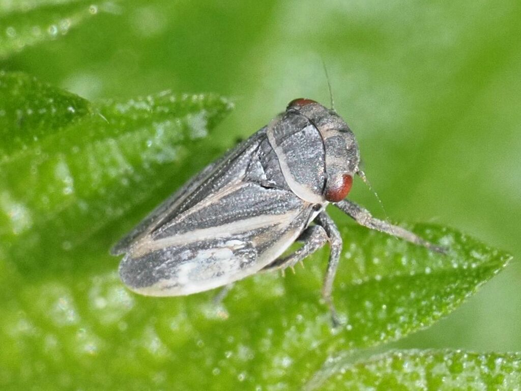 Indiagallia limbata