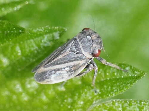 Indiagallia limbata
