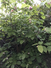 Calycanthus chinensis
