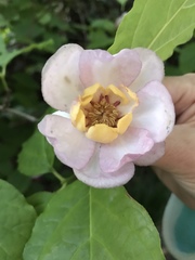 Calycanthus chinensis