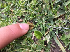 Puccinia dichondrae