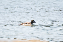 Bucephala