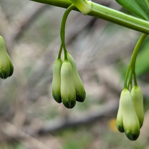 Polygonatum × hybridum (Polygonatum × hybridum)