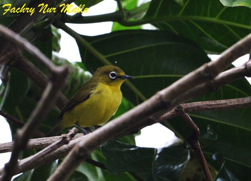 Subspecies Zosterops chloris mentoris · iNaturalist