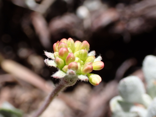 Image of Eriogonum prattenianum by (c) Ryan Donnelly, some rights reserved (CC BY)