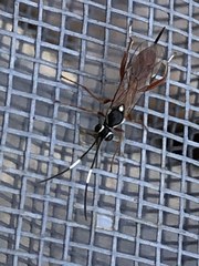 Ischnus inquisitorius