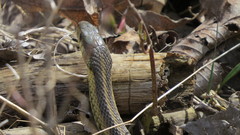 Thamnophis sirtalis