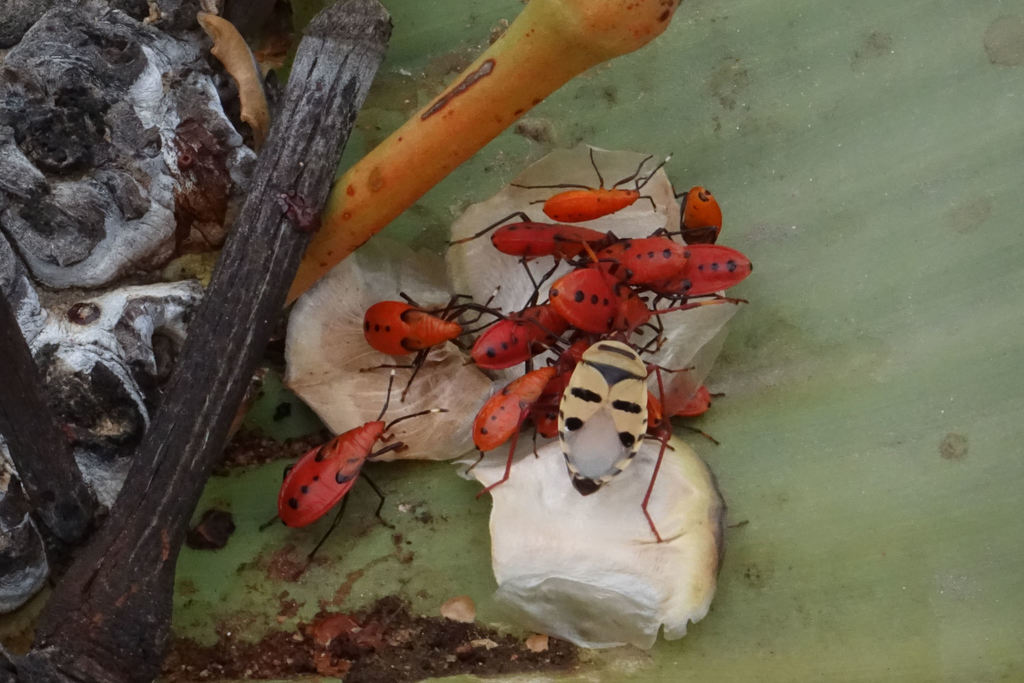Welwitschia Bug