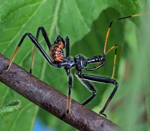 North American Wheel Bug, photo 9 of 10