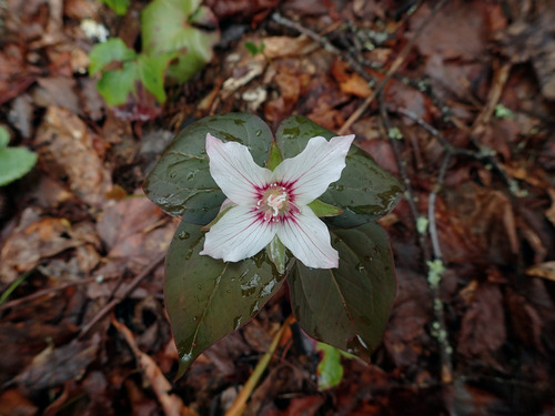 Woody Ridge Trail
