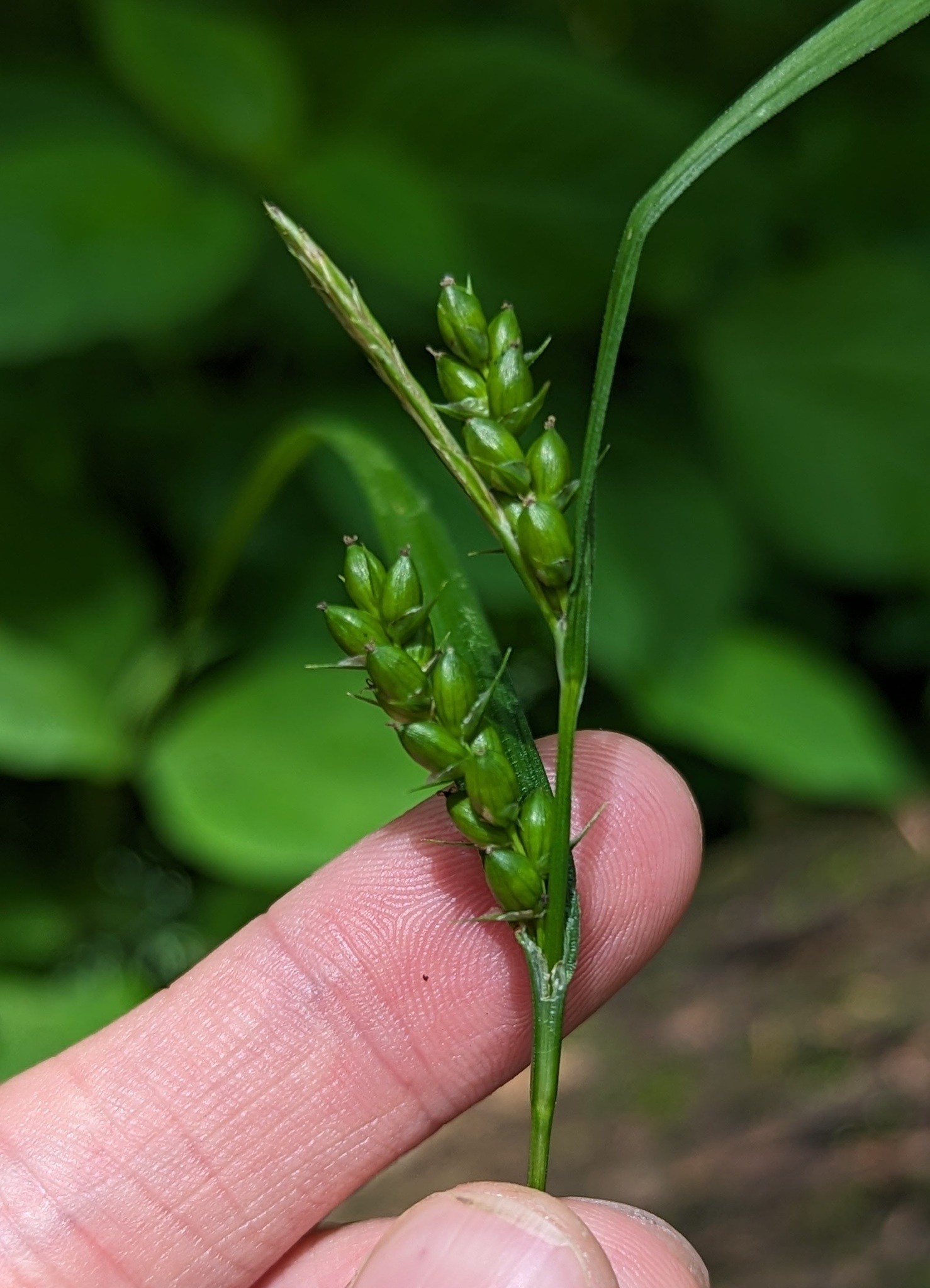 Carex grisea