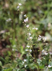 Lithophragma heterophyllum